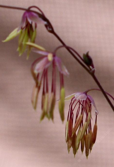 Meadow rue, Fendler's meadowrue, Fendler meadowrue flower - grid24_12