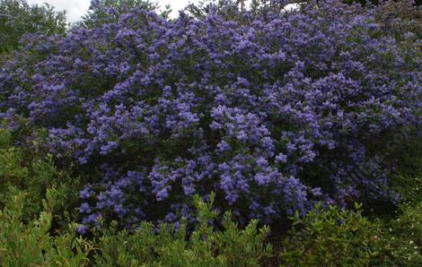 Ceanothus Frosty Blue as royal blue. - grid24_12