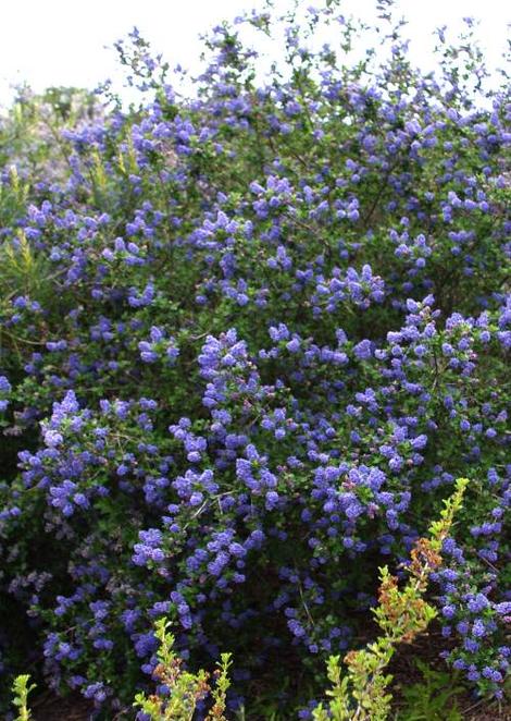 Ceanothus Mountain Haze is a California liac with deep green foliage that loves coastal California gardens. - grid24_12