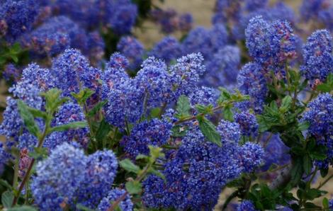 Ceanothus Frosty Blue flower will turn deep blue on cold years. - grid24_12