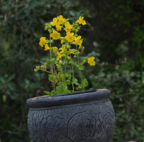 Seep Monkey flower works ok  in a pot - grid24_12