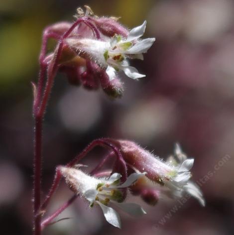 Heuchera hirsutissima Idyllwild Rock Flower or Shaggyhair alumroot - grid24_12