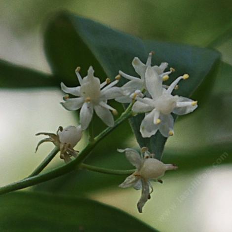 Starry False Solomon's Seal (Smilacina stellata) - grid24_12