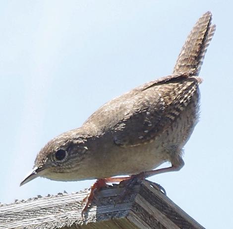 House Wren,
Troglodytes aedon - grid24_12