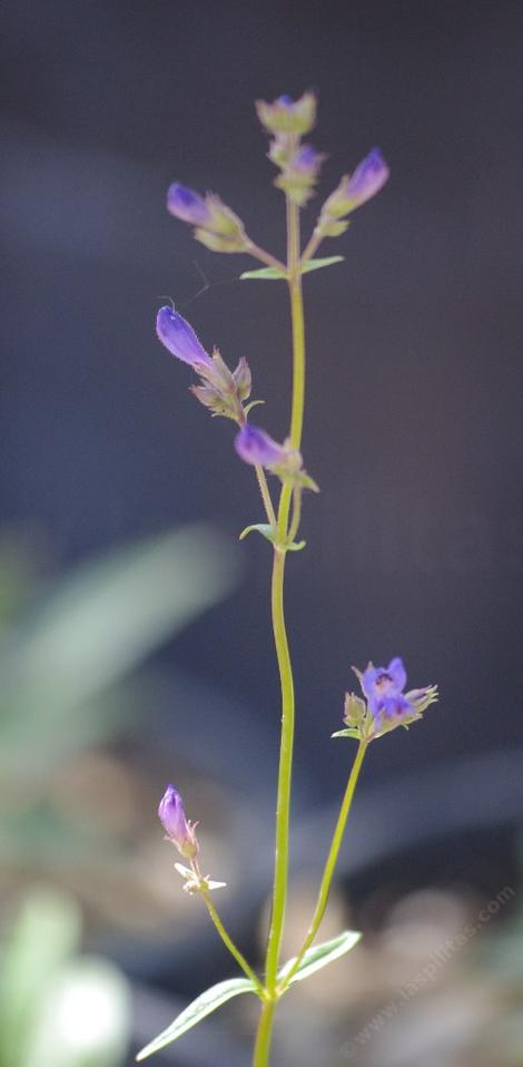 Penstemon roezlii, Roezl's beardtongue, Roezl's penstemon. - grid24_12