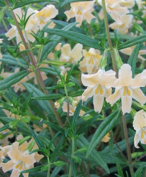 Found in a weedy filed in Ramona, this monkey flower has wonderful azalea like flowers. - grid24_12