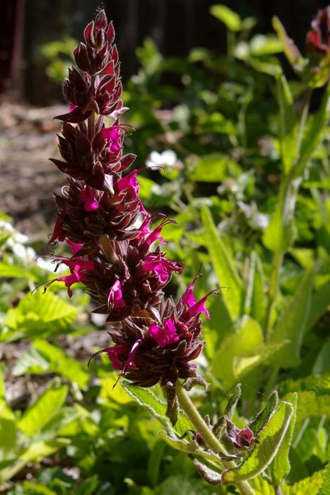 Salvia spathacea, Las Pilitas hummingbird sage, has very low foliage with a nice flower. - grid24_12