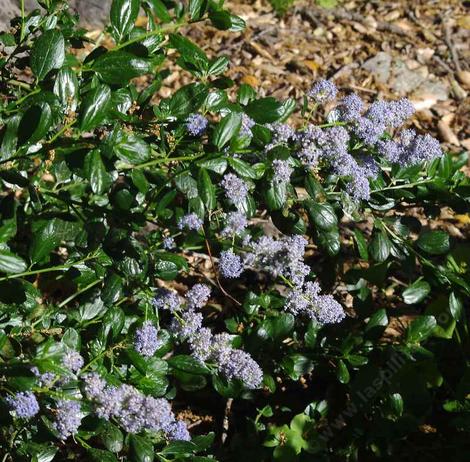 Ceanothus thyrsiflorus , Blueblossom or Blue blossom ceanothus - grid24_12