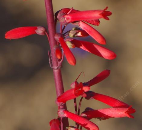 Penstemon centranthifolius, Scarlet Bugler flowers - grid24_12