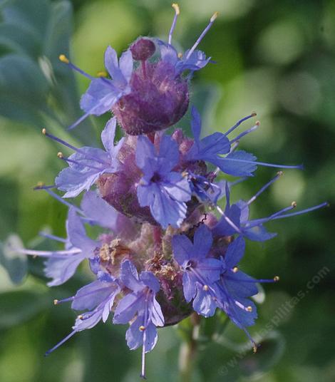 Salvia dorrii, Dorr's sage, Mint sage, Purple sage, Desert Purple Sage flowers. This plant is native to the  California desert edges. - grid24_12