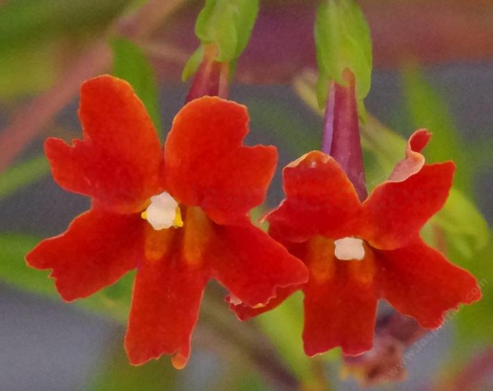 Monkey flowers for California gardens