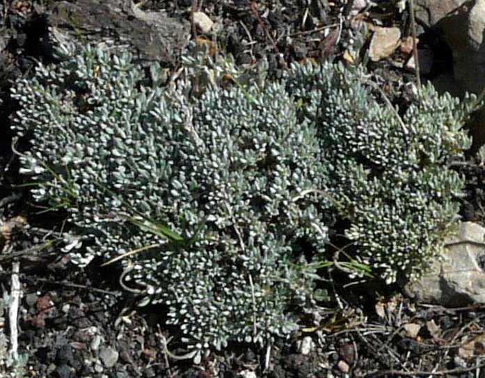 Eriogonum kennedyi, Kennedy's buckwheat.