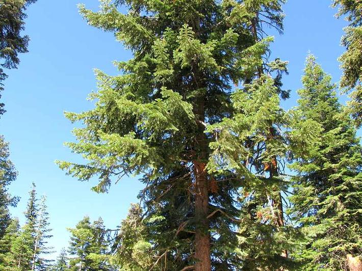 The California Red Fir Community and its native plants.