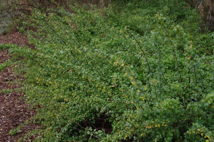 Ribes Aureum Gracillimum Golden Currant