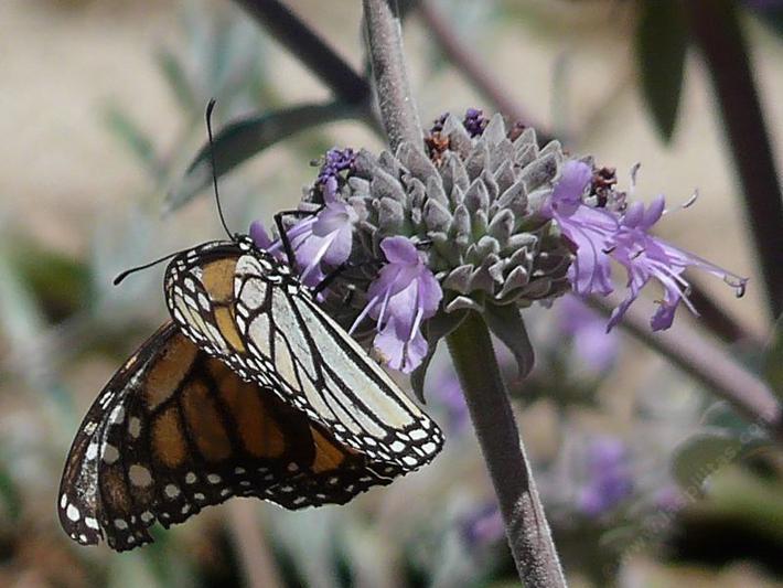 A Monarch Butterfly on Salvia Vicki Romo