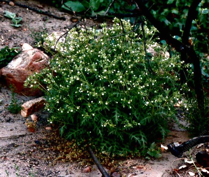 Native plants of Los Angeles, Santa Monica and Malibu area.