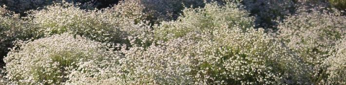 California Buckwheat planted as a groundcover.