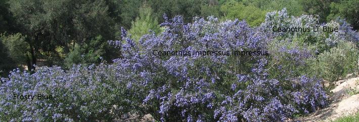 A planting of Ceanothus impressus impressu, Frosty Blue and Ceanothus LT Blue.