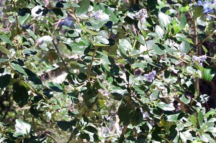 Ceanothus Arboreus Owlswood Blue Island Mtn Lilac