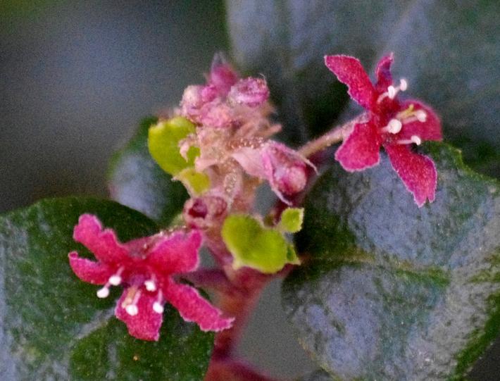 Evergreen  currant  or Catalina perfume  flowers.