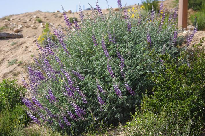 Lupinus Albifrons Silver Bush Lupine