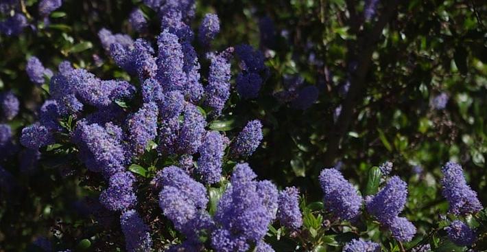 Ceanothus L.T. Blue flowers.