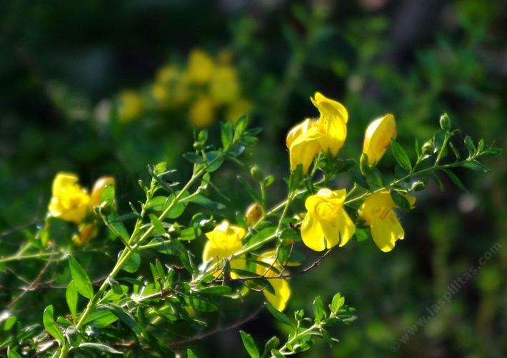 Keckiella antirrhinoides, Yellow Bush Snapdragon.