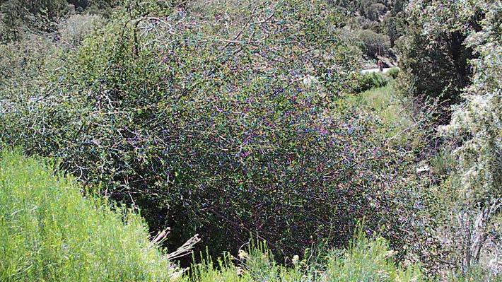 Amelanchier Utahensis Utah Service Berry
