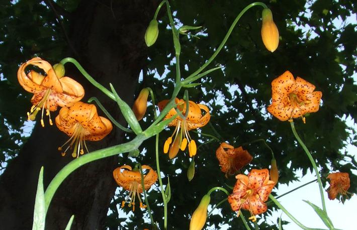 lilium-wigginsii-movies.jpg