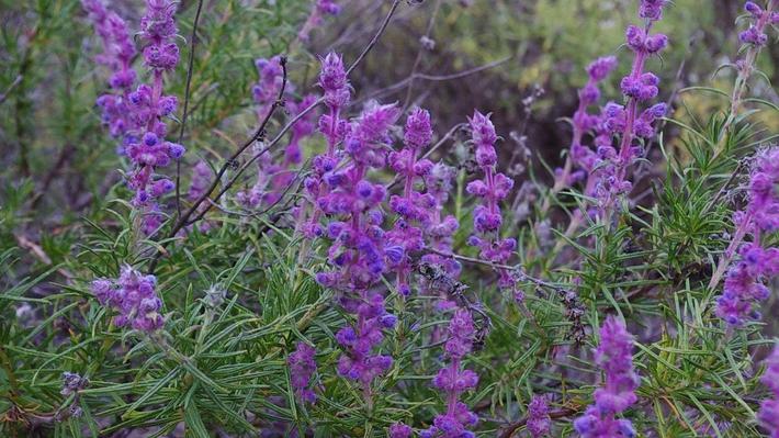 Trichostema lanatum, Woolly Blue Curls.