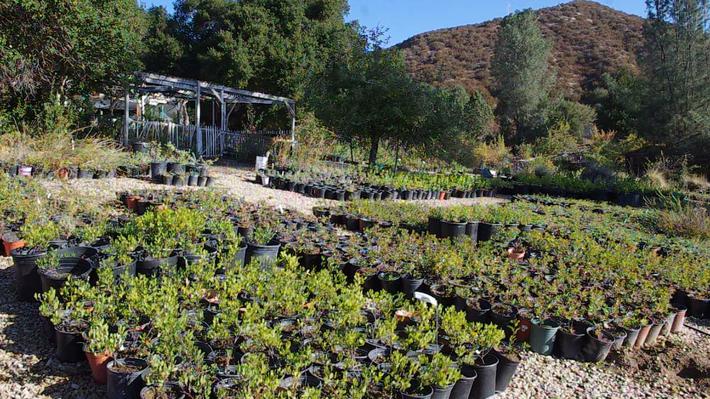 Las Pilitas Nursery A California Native Plant