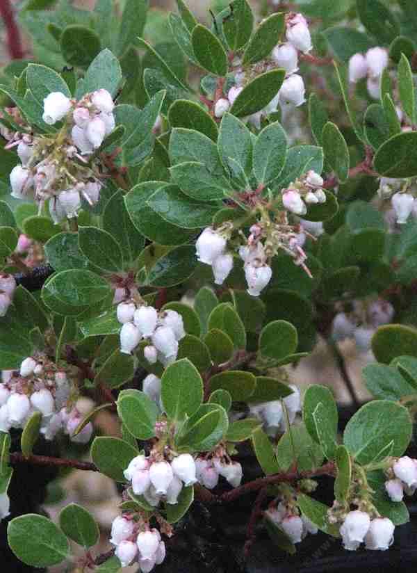 Manzanita species of Central California