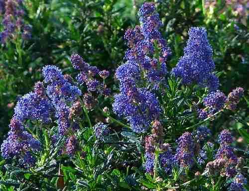 Ceanothus Wheeler Canyon Blue Mtn. Lilac