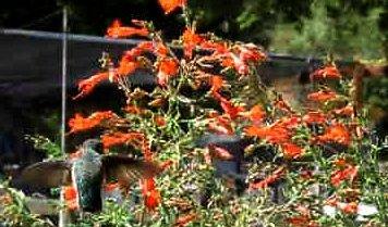 Zauschneria cana ''Hollywood Flame' ', Hollywood Flame California