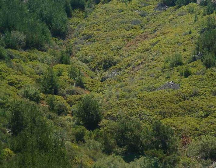 A description and list of California native plants that live in the ...