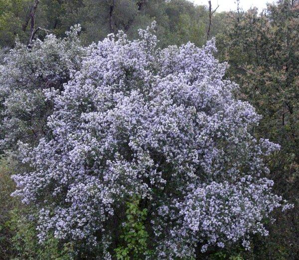 Southern California Lilacs, Ceanothus spp.