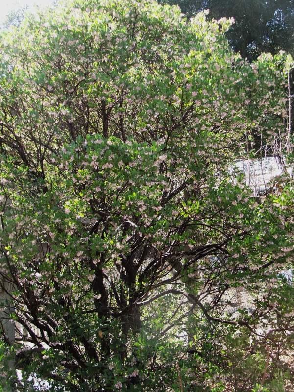 25 native plants for the San Joaquin and Sacramento Valleys