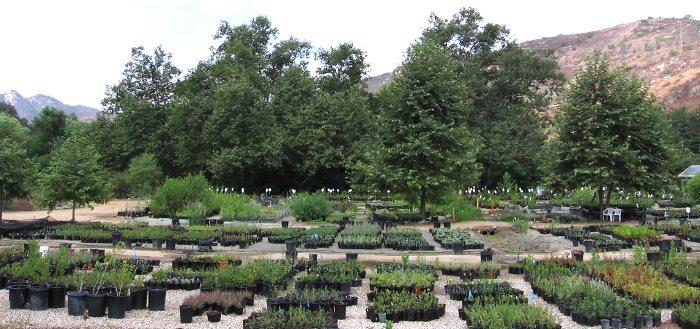 Native Plant Nursery For San Go Los Angeles And The Rest Of A View Of The Escondido Nursery All We Grow Are California Native Plants