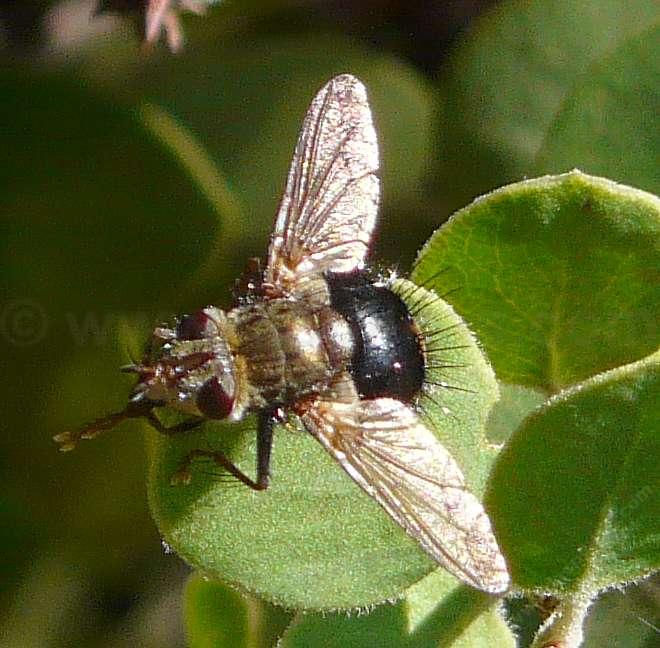 Some California tachinid flies