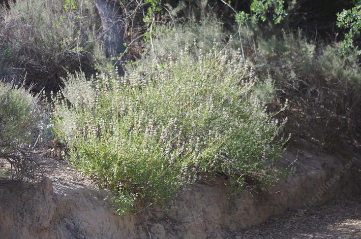 Salvia mellifera, Black sage is native behind the nursery in Santa Margarita