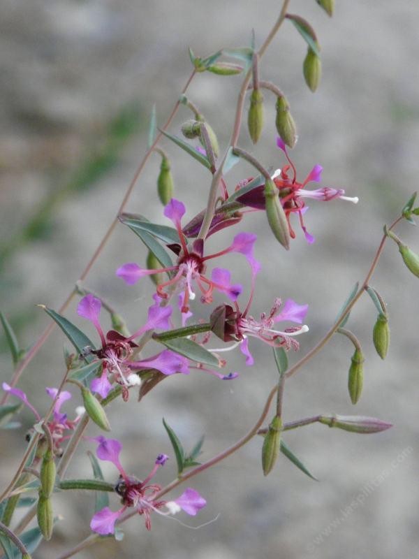 Native plants of Los Angeles, Santa Monica and Malibu area.