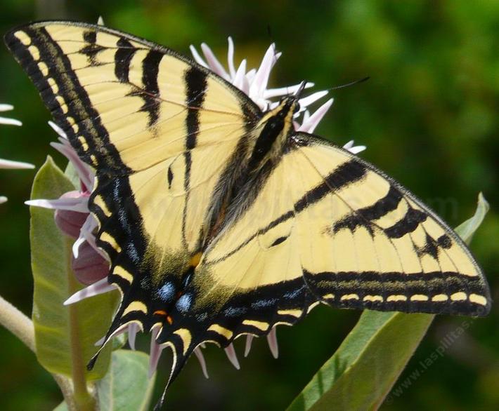 Pale Swallowtail, Papilio eurymedon