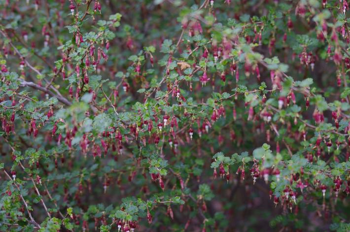 California Ribes Gooseberries Are Spiny And Currants Are Spineless With Flower Clusters