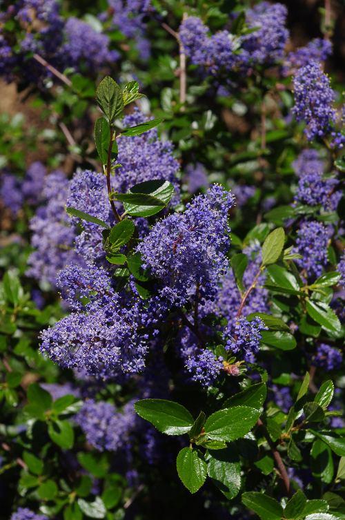 Southern California Lilacs, Ceanothus spp.