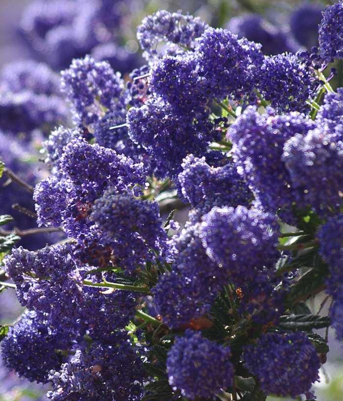 Ceanothus Concha has many colors, shades, and  tones. Some years the plants are more reddish purple, some years bright blue, some years larger flowers, some years more smaller flowers. Always beautiful.