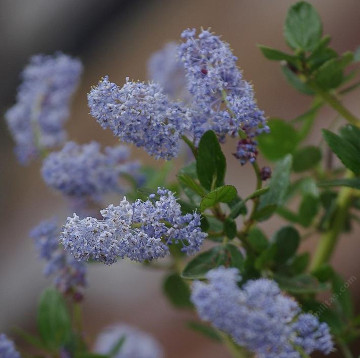 Southern California Lilacs, Ceanothus spp.