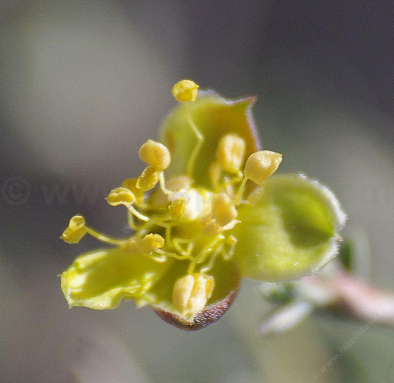  Blackbrush (Coleogyne ramosissima) flower