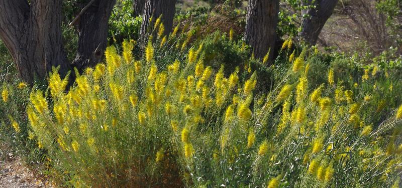 Stanleya pinnata Princes Plume between Joshua Trees and Cottonwoods - grid24_24