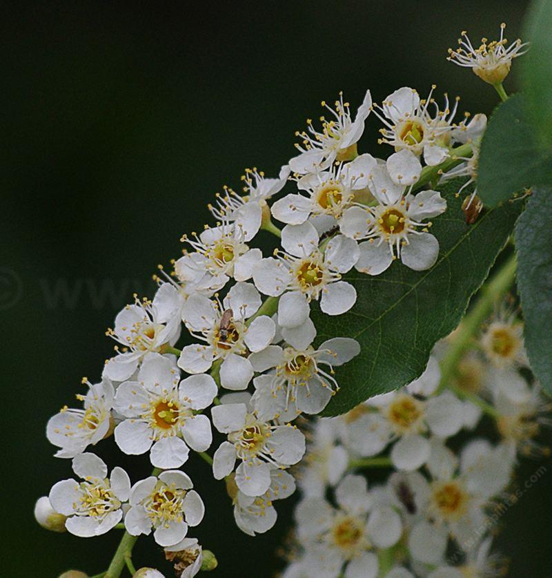 Prunus virginiana demissa, Western Chokecherry flowers