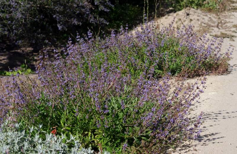 Nice blue flowers on a one foot tall and 3-4 feet wide bush.